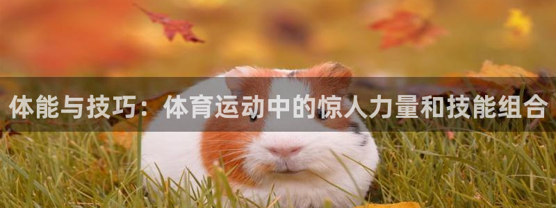 球派体育app正版下载